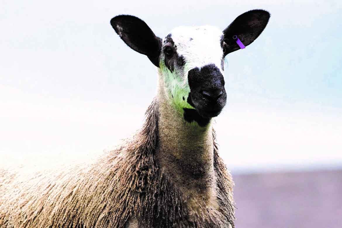Bluefaced Leicester Breed Tullamore