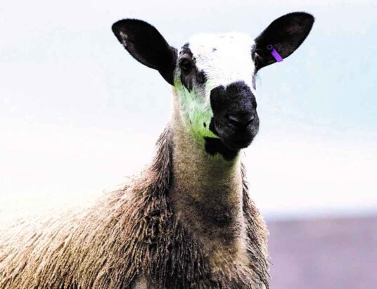 Bluefaced Leicester Breed Tullamore