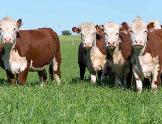 Hereford Beef Genetics Sustainability Program