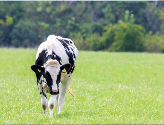 Irish Holstein Friesian Association National Open Day Ballytigue herd