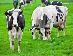 dairy beef