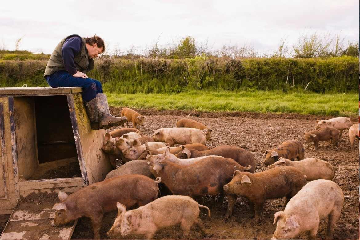 pig industry
