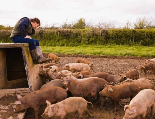 pig industry