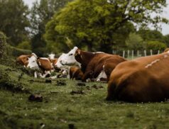 AIM Bovine Statistics Report