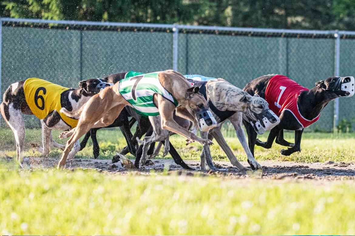 Monmore Greyhound Stadium Trials and Auction