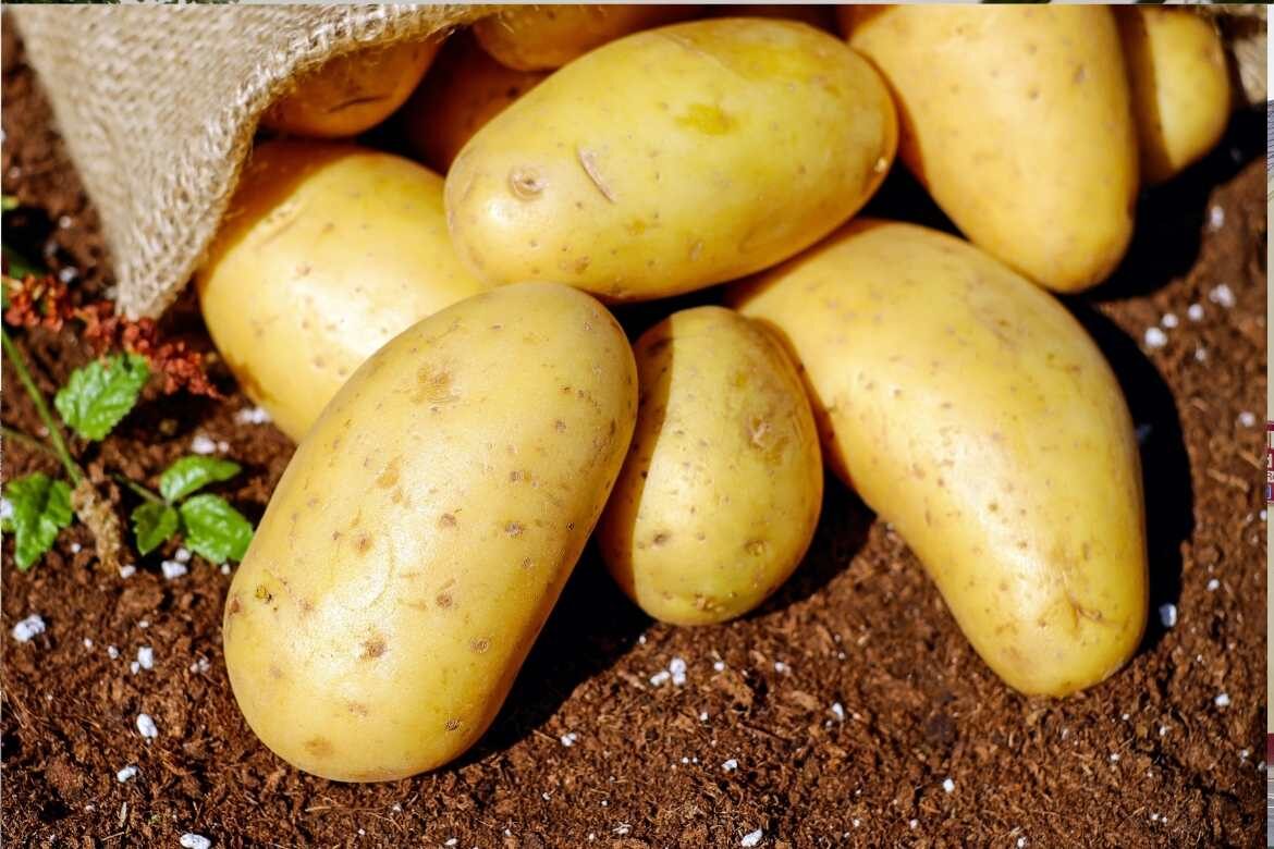 potato report