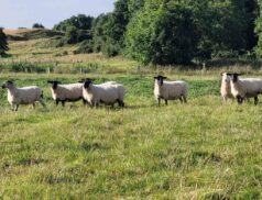 Roscommon Mart LSL Auctions