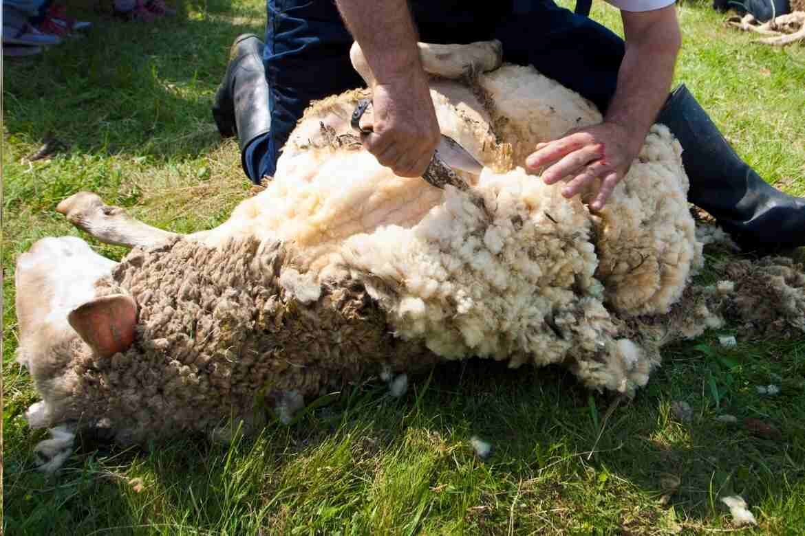 Farmers sheep shearing supports
