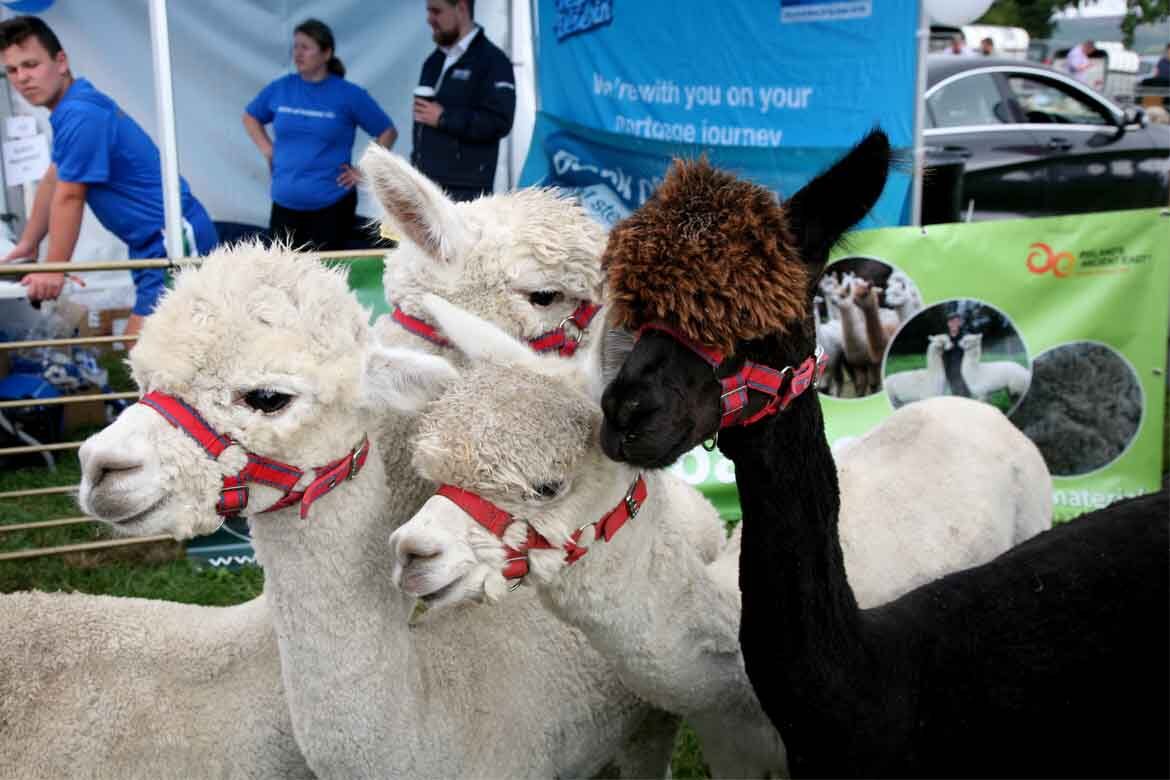 Tinahely Agricultural Show