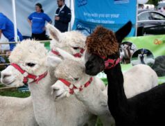 Tinahely Agricultural Show