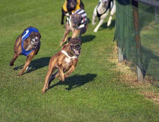 Youghal Greyhound Stadium - Greyhound Racing Ireland Trial & Auction