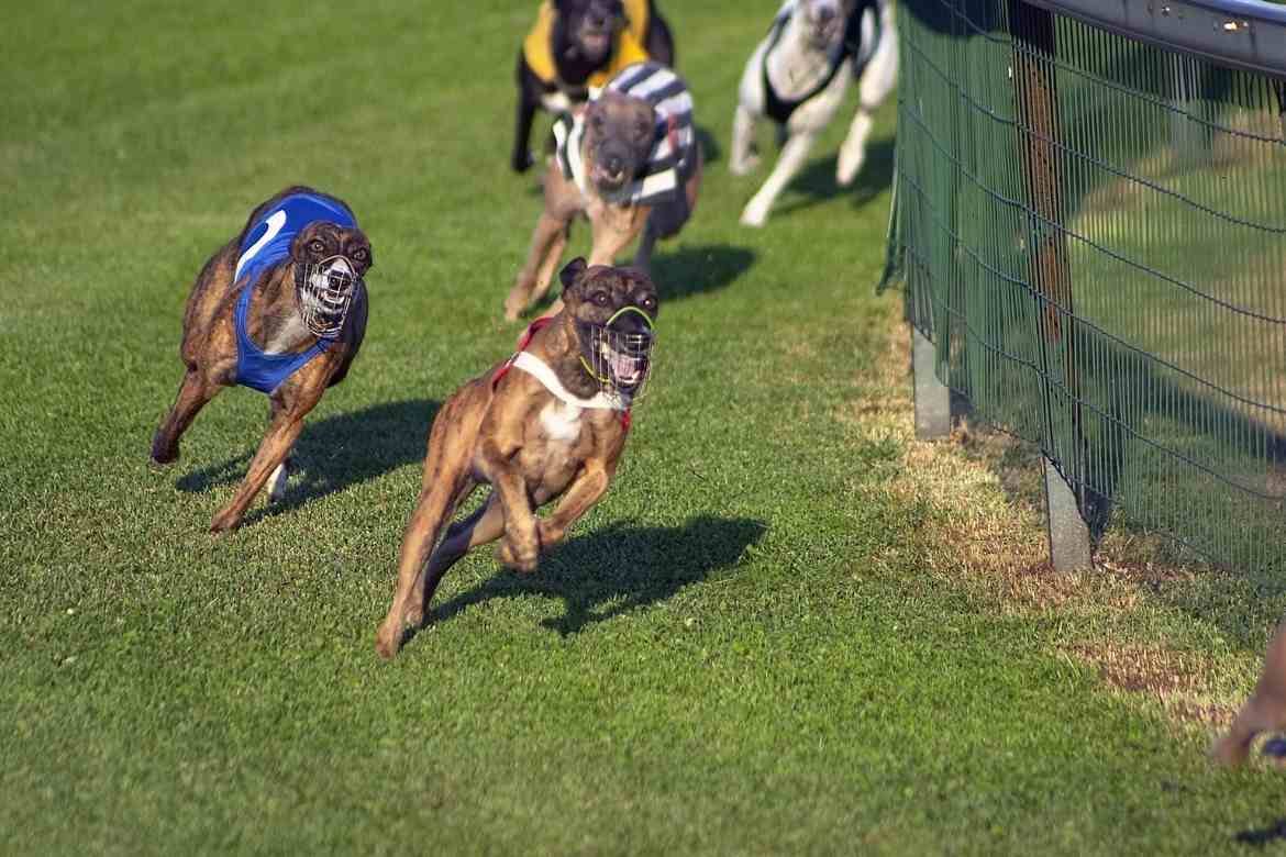 Youghal Greyhound Stadium - Greyhound Racing Ireland Trial & Auction ...