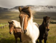 horse farmers