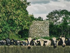 farm walk