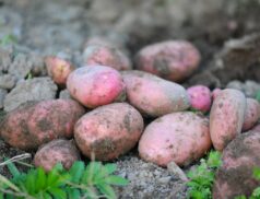 potato market