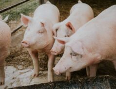 pig prices