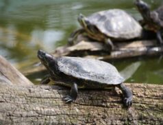 Pond Sliders