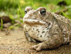 natterjack toads