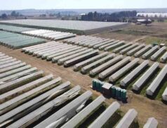 Apollo Assets farm Delmas Bapsfontein