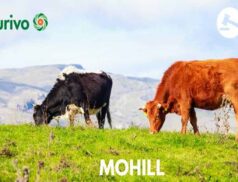 Aurivivo Mohill Mart