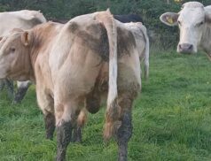 Carrigallen Mart Special Weanling sale