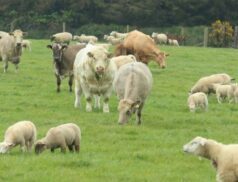 beef and sheep