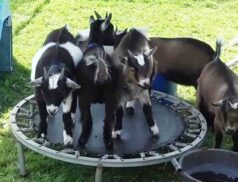 Clarecastle Agricultural Show