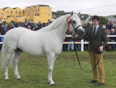 Connemara Pony Breeders Society