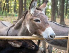Dont feed donkey owner consent
