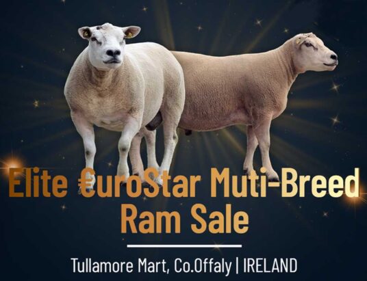 Elite €uro-Star Multi-Breed Ram Sale Tullamore Mart