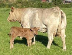 Gort Mart Suckler Show and Sale