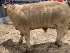 Gortatlea Mart Weanling Bull Show and Sale