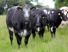 Herbie's Heifers Carrigallen Mart sales