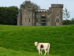 Irish Moiled Breeders Day at Killua Castle