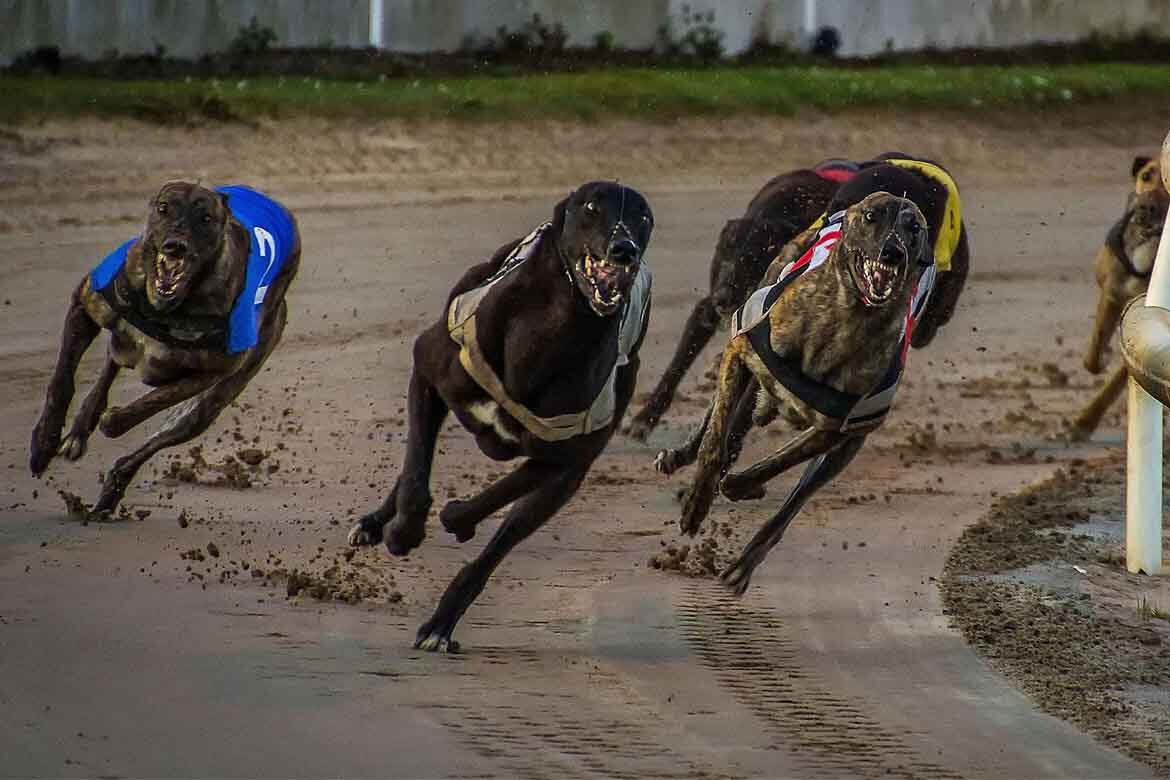 Kilkenny Greyhound Stadium hosts a Greyhound Racing Ireland Trial & Auction