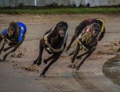 Kilkenny Greyhound Stadium hosts a Greyhound Racing Ireland Trial & Auction