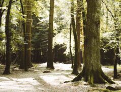 Land parcel payments scrub and woodland