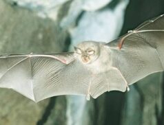 lesser horseshoe