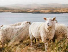 Meat imports ban
