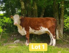 Mullaghdoo Hereford Herd Dispersal Sale