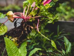 Organic produce