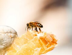 Phoenix Park Biodiversity Festival & Honey Show