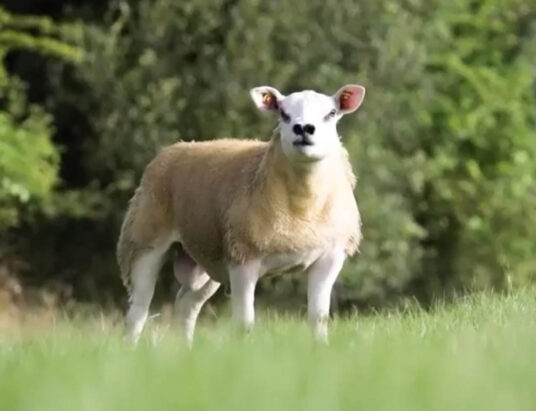 Sheep Ireland Ram Sale