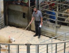 Sheep Ireland’s Elite €uro-Star Multi-Breed Ram sale