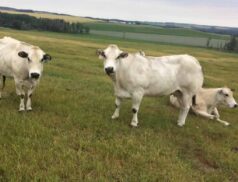 Tipperary Food Tours Blackcastle Farm