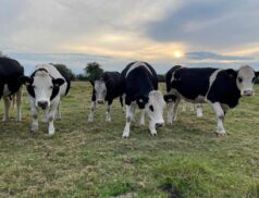 Tullamore auction simmental cross