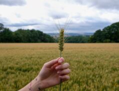 wheat prices