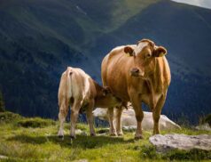 colostrum