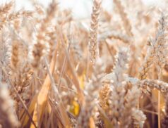 crop diversification