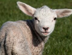 sheep farmers